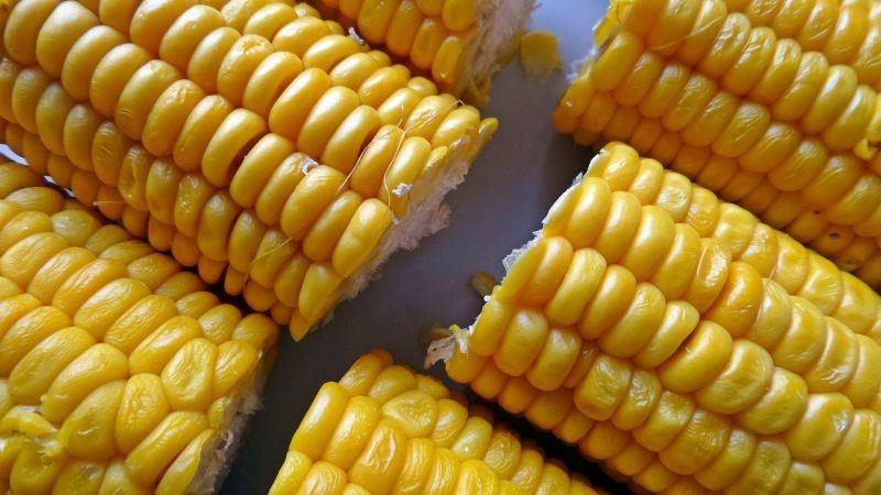 Delicious and sweet Bonduelle corn variety: ideal for preservation and fresh consumption