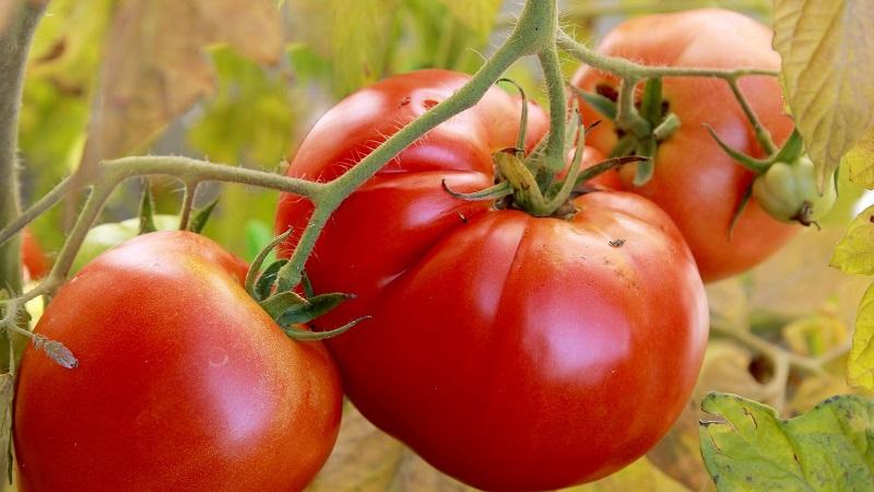 A bright early tomato with large fruits - tomato is the King of the market and the secrets of its cultivation from experienced gardeners