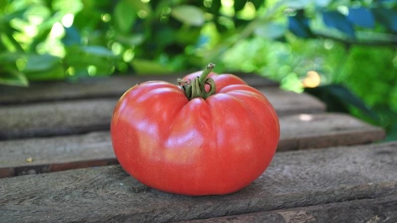 A bright early tomato with large fruits - tomato is the King of the market and the secrets of its cultivation from experienced gardeners