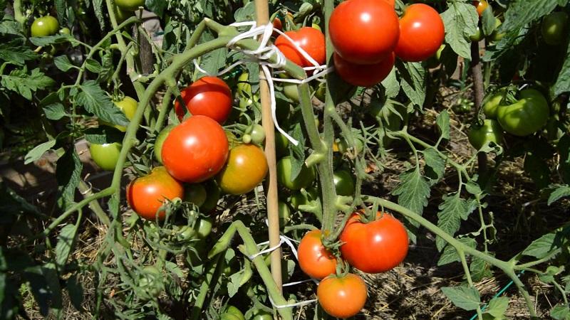 Why is everyone so fond of a tomato Summer resident?