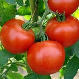 Why is everyone so fond of a tomato Summer resident?