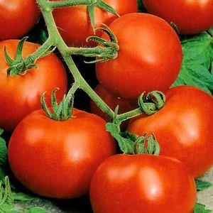 Why is everyone so fond of a tomato Summer resident?