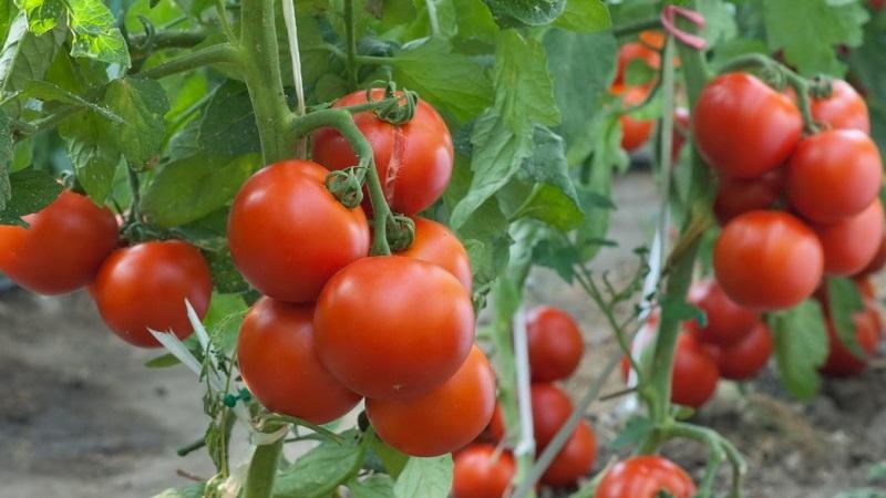Why is everyone so fond of a tomato Summer resident?