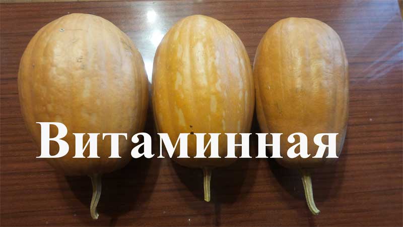 One of the most popular varieties of pumpkin Vitamin: how to get a rich harvest of healthy and tasty vegetable