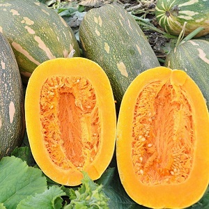 One of the most popular varieties of pumpkin Vitamin: how to get a rich harvest of healthy and tasty vegetable