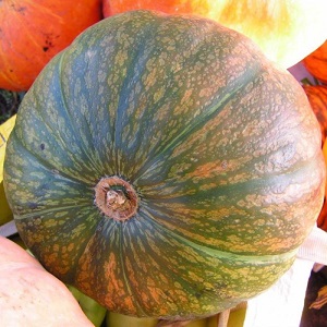 One of the most popular varieties of pumpkin Vitamin: how to get a rich harvest of healthy and tasty vegetable