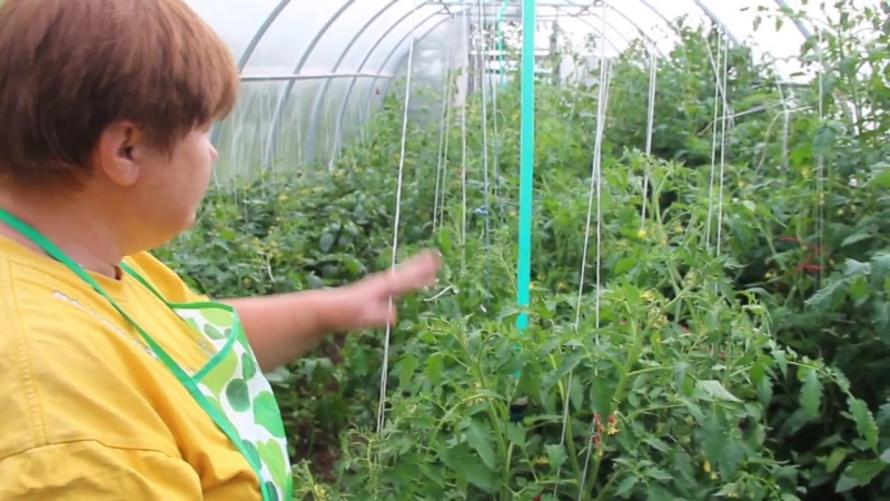 Stable and unpretentious in care, persistent tomato Zhenaros - a gift from Dutch breeders