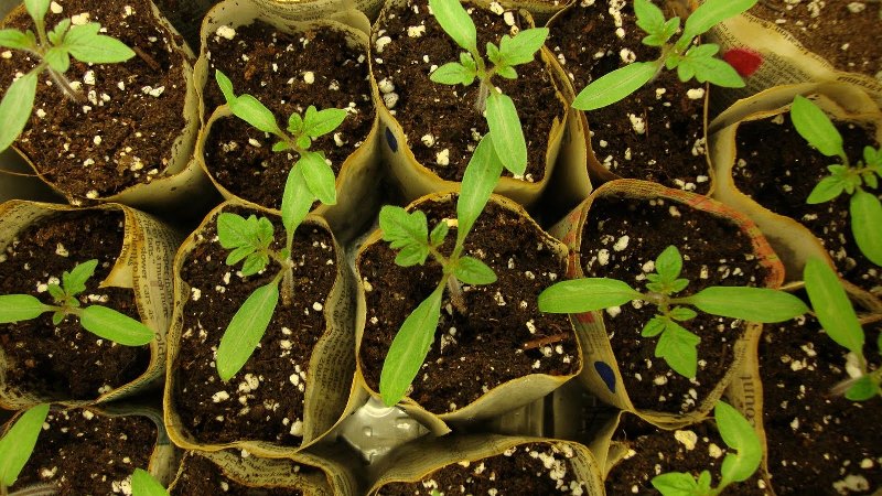Ultra-early tomato White filling: we grow seedlings from seeds, transplant them into a greenhouse or soil and enjoy the harvest