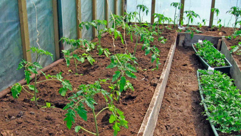 Ultra-early tomato White filling: we grow seedlings from seeds, transplant them into a greenhouse or soil and enjoy the harvest