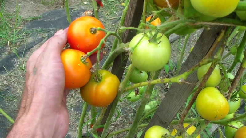 Ultra-early tomato White filling: we grow seedlings from seeds, transplant them into a greenhouse or soil and enjoy the harvest