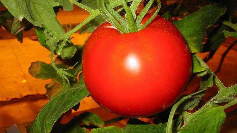 Ultra-early tomato White filling: we grow seedlings from seeds, transplant them into a greenhouse or soil and enjoy the harvest