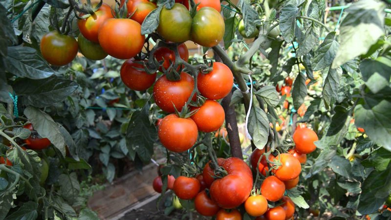 Ultra-early tomato White filling: we grow seedlings from seeds, transplant them into a greenhouse or soil and enjoy the harvest