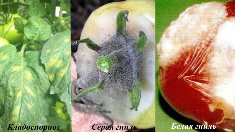 We fight tomato diseases easily and effectively: a selection of the best recipes for treating diseases