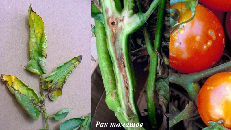 We fight tomato diseases easily and effectively: a selection of the best recipes for treating diseases