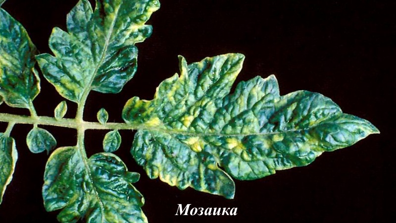 We fight tomato diseases easily and effectively: a selection of the best recipes for treating diseases