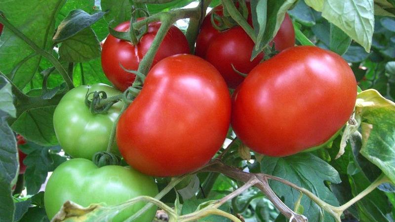 Unique early ripening tomato Anyuta, which gives the opportunity to get a double harvest