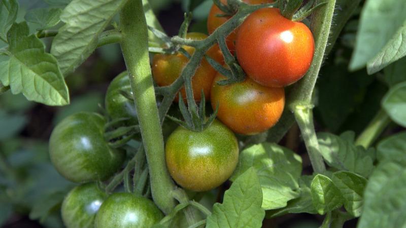 Unique early ripening tomato Anyuta, which gives the opportunity to get a double harvest