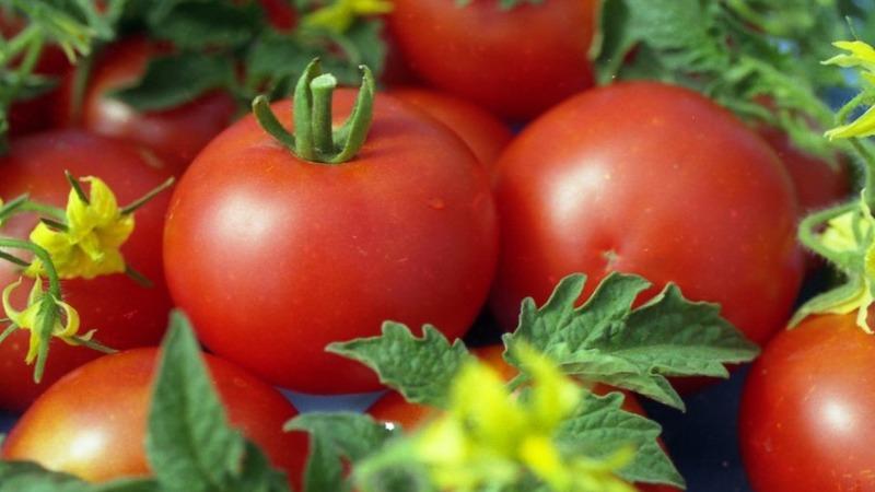 Unique early ripening tomato Anyuta, which gives the opportunity to get a double harvest