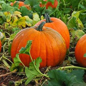 Large-fruited variety with a positive name - pumpkin Smile: the secrets of agricultural technology for obtaining a bountiful harvest