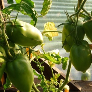 Delicious, sweet and juicy tomatoes Podsinskoe miracle - a gift from Minusinsk amateur breeders