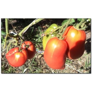 Delicious, sweet and juicy tomatoes Podsinskoe miracle - a gift from Minusinsk amateur breeders