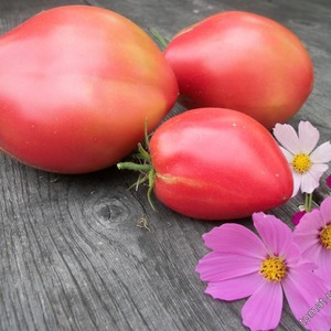 Delicious, sweet and juicy tomatoes Podsinskoe miracle - a gift from Minusinsk amateur breeders