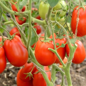 Delicious, sweet and juicy tomatoes Podsinskoe miracle - a gift from Minusinsk amateur breeders