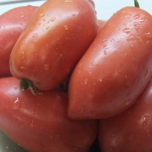 Delicious, sweet and juicy tomatoes Podsinskoe miracle - a gift from Minusinsk amateur breeders