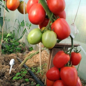 Delicious, sweet and juicy tomatoes Podsinskoe miracle - a gift from Minusinsk amateur breeders