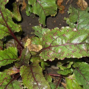One of the most popular varieties among farmers is Pablo's beet