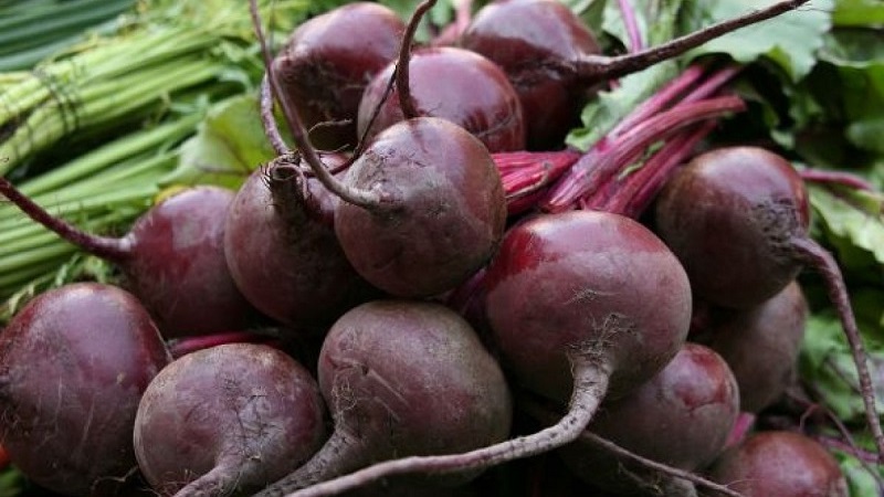 One of the most popular varieties among farmers is Pablo's beet