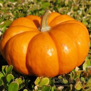 A French guest on your site - Muscat de Provence pumpkin: what is good and how to grow it correctly