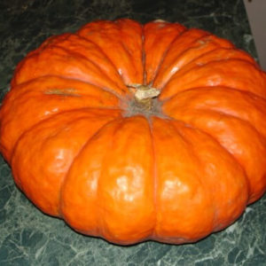 A French guest on your site - Muscat de Provence pumpkin: what is good and how to grow it correctly