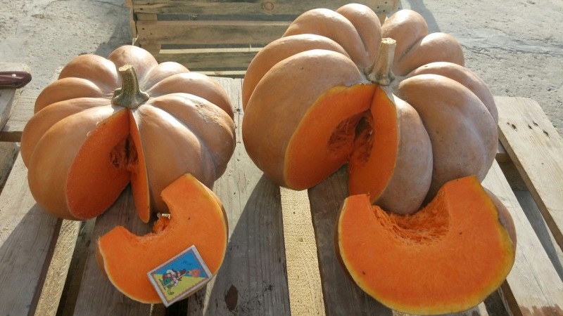 A French guest on your site - Muscat de Provence pumpkin: what is good and how to grow it correctly