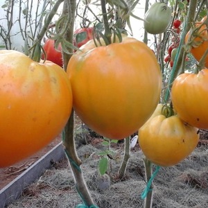 Sustainable Tomatoes with High Yields for Greenhouse and Ground - Golden Domes Tomato