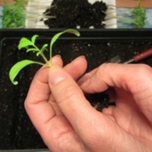 High Yielding Resilient Tomatoes for Greenhouse and Ground - Golden Domes Tomato