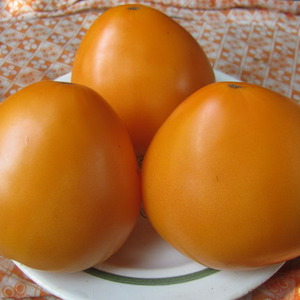 Sustainable Tomatoes with High Yields for Greenhouse and Ground - Golden Domes Tomato