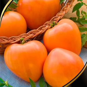 Sustainable Tomatoes with High Yields for Greenhouse and Ground - Golden Domes Tomato