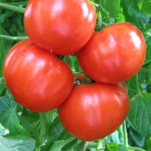 Simple and hassle-free tomato Khlynovsky: characteristics and description of the variety