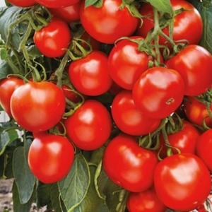 Simple and hassle-free tomato Khlynovsky: characteristics and description of the variety