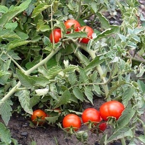 Simple and hassle-free tomato Khlynovsky: characteristics and description of the variety