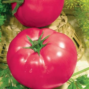 A recognized favorite among gardeners - tomato Pink cheeks