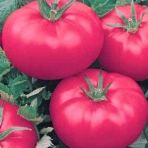 A recognized favorite among gardeners - tomato Pink cheeks