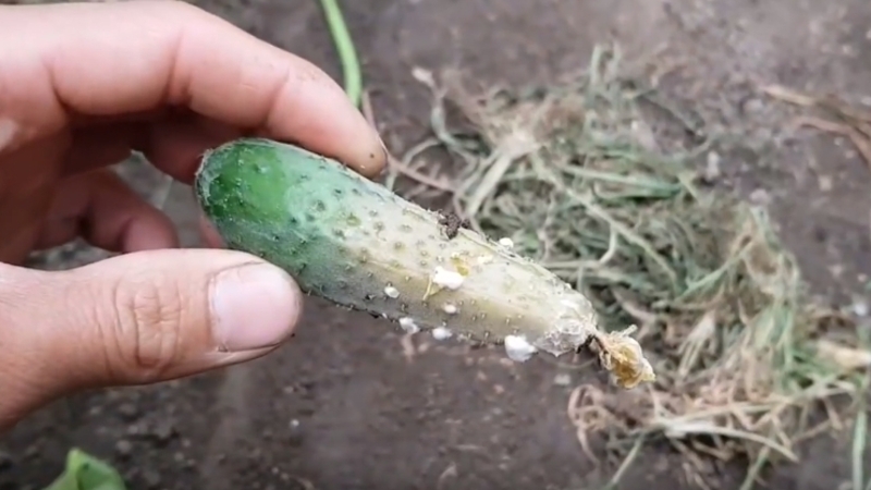 Why does gray rot appear on cucumbers and how to deal with it