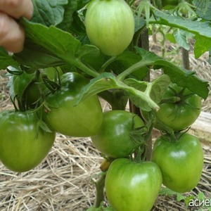 An early ripe hybrid variety from Siberian breeders - tomato Ob domes and reviews of summer residents about these tomatoes