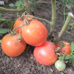 An early ripe hybrid variety from Siberian breeders - the Ob domes tomato and reviews of summer residents about these tomatoes