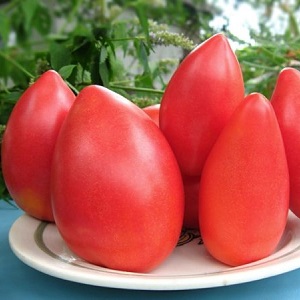 An early ripe hybrid variety from Siberian breeders - tomato Ob domes and reviews of summer residents about these tomatoes