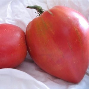 An early ripe hybrid variety from Siberian breeders - the Ob domes tomato and reviews of summer residents about these tomatoes