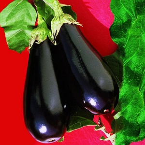 Why the Epic eggplant variety is good and why it is worth growing