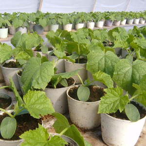 Why is Marble pumpkin so popular among farmers: one of the most delicious varieties that give a rich harvest